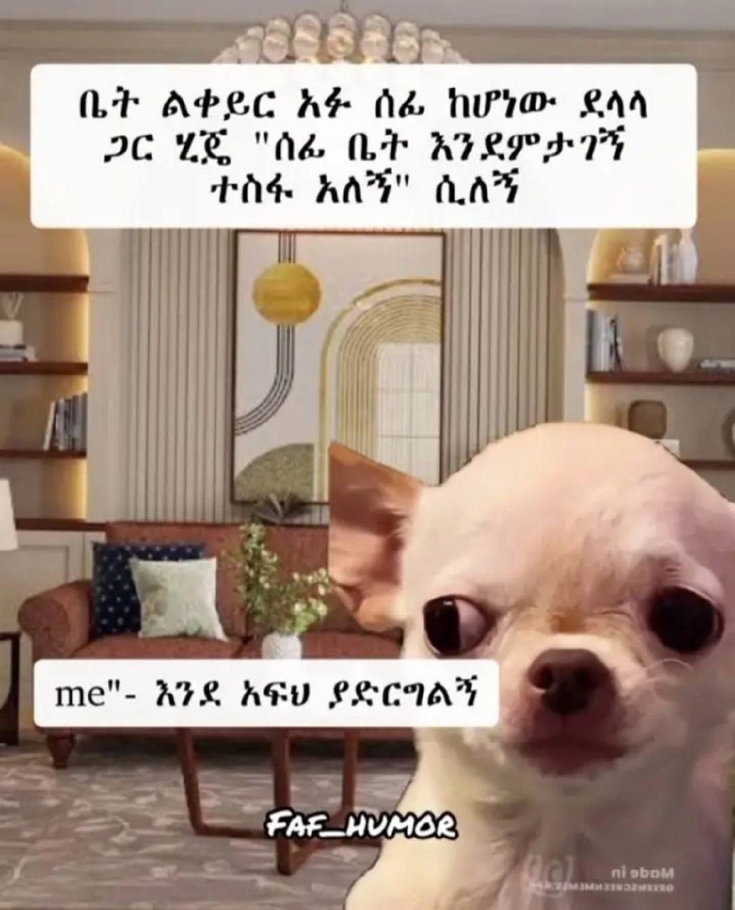 a dog is looking at the camera